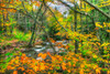 Fall Brook Orange Fo Poster Print - Robert Goldwitz