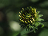 Echinacea Flower Bud Poster Print - Suzanne Bonin