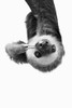 Sloth In Black And White Poster Print - and Seb Sisi