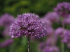 Giant Allium Poster Print - Suzanne Bonin