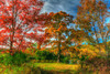 Tillson Lake Trees Poster Print - Robert Goldwitz