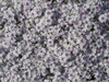 Moss Phlox Poster Print - Suzanne Bonin