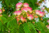 Mimosa tree flowers. Seattle- Washington. Poster Print - Tom Haseltine