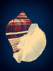 Fiber Conch on Blue Poster Print - GST