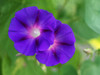 Purple Morning Glories Poster Print - Suzanne Bonin