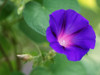 Purple Morning Glory with bud Poster Print - Suzanne Bonin