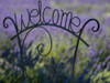 Usa-Washington State. Snoqualmie Valley. Black iron Welcome sign in garden with lavender Poster Print - Images Merrill