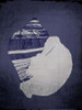 Fiber Conch in Indigo Poster Print - GST
