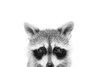 Peeking Raccoon Poster Print - and Seb Sisi