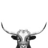Peeking Long Horn In Black And White Poster Print - and Seb Sisi