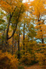 Inwood Park Fall Vertical Poster Print - Robert Goldwitz