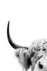 Peeking Cow II Poster Print - and Seb Sisi