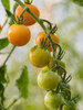 Usa-Washington State-Carnation. Orange tomatoes growing on vine Poster Print - Images Merrill
