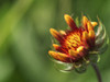 Budding Gaillardia Poster Print - Suzanne Bonin