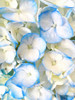 Blue Beach Blossoms Poster Print - GST