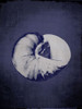 Snail Shell in Indigo Poster Print - GST