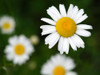 Common Daisies Poster Print - Suzanne Bonin