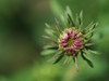Budding Aster Poster Print - Suzanne Bonin