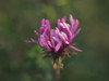 Aster in the Morning Poster Print - Suzanne Bonin