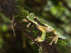 Masked Treefrog- Costa Rica- Central America Poster Print - Joe and McDonald Masked Treefrog- Costa Rica- Central America Poster Print - Joe and McDonald