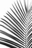Palm Leaf In Black And White Poster Print - and Seb Sisi