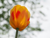 Red and Yellow Tulip Poster Print - Suzanne Bonin