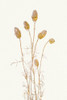 Planting Gold Botanical 1 Poster Print - GST