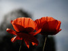 Early Morning Poppies Poster Print - Suzanne Bonin