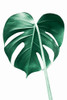 Monstera Leaf Poster Print - and Seb Sisi