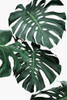 Monstera II Poster Print - and Seb Sisi
