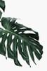 Monstera I Poster Print - and Seb Sisi