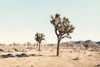 Joshua Tree Desert Poster Print - and Seb Sisi