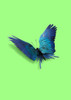 Parrot Butterfly Poster Print - Artem Pozdniakov