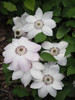 White Clematis Poster Print - Suzanne Bonin