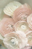 Ranunculus Second Blush Desaturated Poster Print - GST