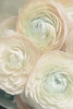 Ranunculus First Blush Poster Print - GST