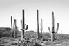 Grey Cactus Land Poster Print - and Seb Sisi