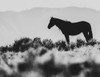 Wild Horses of the Great Basin 02 Poster Print - LightBoxJournal
