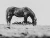 Wild Horses of the Great Basin 03 Poster Print - LightBoxJournal