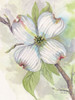 Dogwood Poster Print - Patti Bishop