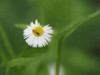 Hoverfly on Fleabane Poster Print - Suzanne Bonin