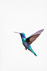 Humming Bird Poster Print - and Seb Sisi