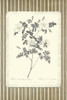 Black and Beige Pinstripe Botanical Rose 3 Poster Print - GST