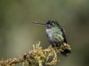 Talamanca Hummingbird- Costa Rica- Central America Poster Print - Joe and McDonald