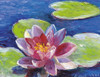 Lily Pad Flowers Poster Print - Richard Wallich