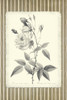 Black and Beige Pinstripe Botanical Rose 1 Poster Print - GST