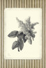 Black and Beige Pinstripe Botanical Lilac Poster Print - GST