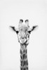 Giraffe Poster Print - and Seb Sisi