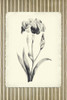 Black and Beige Pinstripe Botanical Iris Poster Print - GST