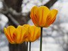 Garden Tulips Poster Print - Suzanne Bonin